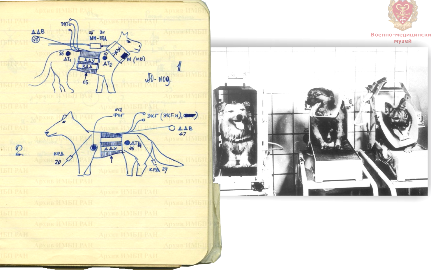 Страница рабочего дневника наблюдений